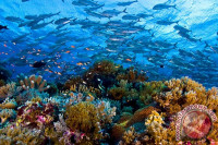 Image of Selamatkan Terumbu karang